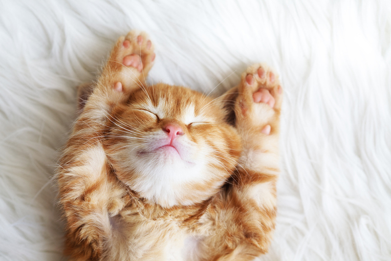 Warum verbringen Katzen so viel Zeit im Schlaf?