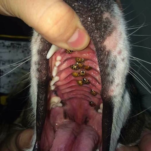 Dem Hund tropft Schaum aus der Schnauze. Als der Tierarzt in sein Maul schaut, kann er nicht glauben, was er dort findet.