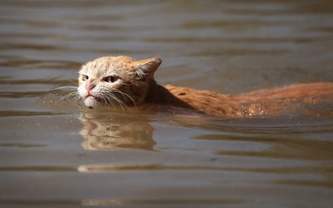 „Schwimmende Hurricane Katze“ bleibt verschollen!