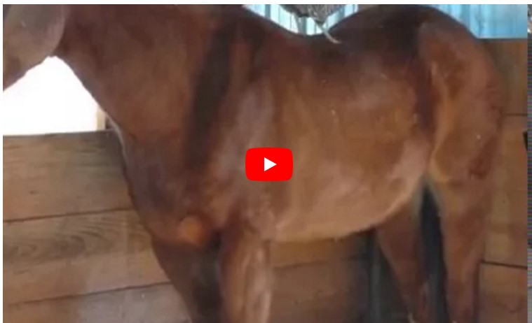 Die Besitzerin schaut nach dem Pferd im Stall. Doch als sie sieht, was auf dem Kopf des Tieres liegt, bleibt sie wie angewurzelt stehen.