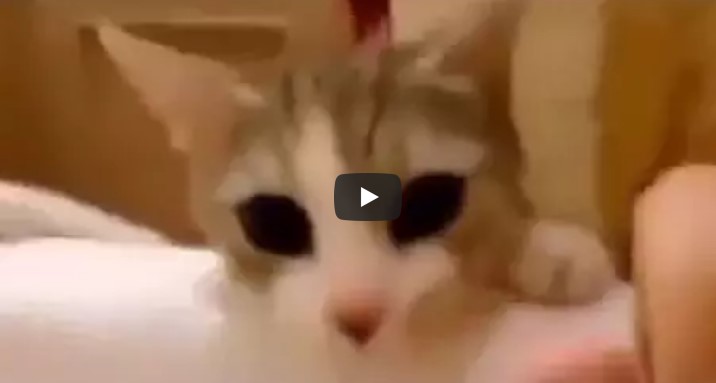 Die Katze glaubt, dass ihr Frauchen in der Badewanne ertrinkt. Wie das Tier reagiert, erobert das Internet.