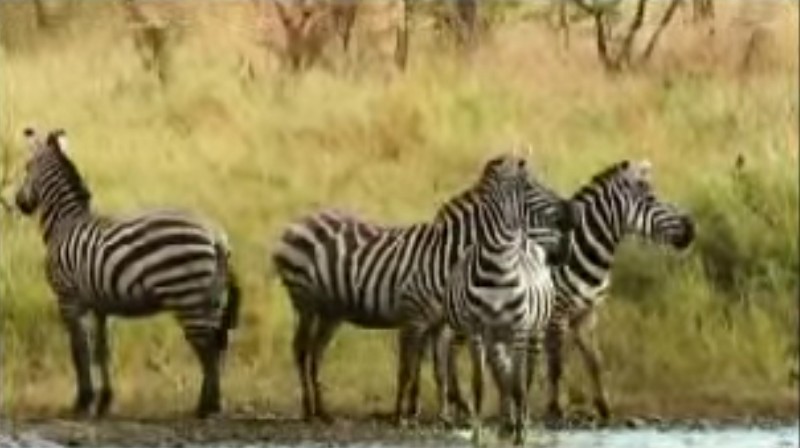 Zebra drückt Löwin unter Wasser, bis sie es loslässt.