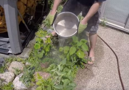 Ein Gärtner zeigt einen einfachen Trick, mit dem sich Unkraut schnell, günstig und effektiv entfernen lässt.