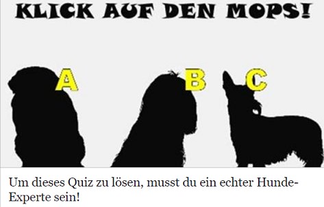 Um dieses Quiz zu lösen, musst du ein echter Hunde-Experte sein!