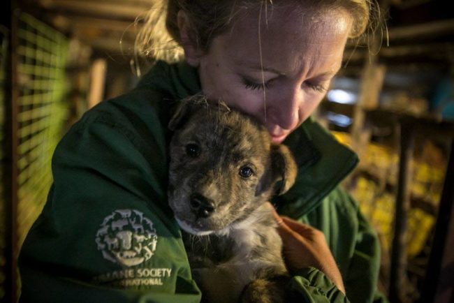 Ergreifende Bilder – Hunde in Südkorea vor dem Tod gerettet!