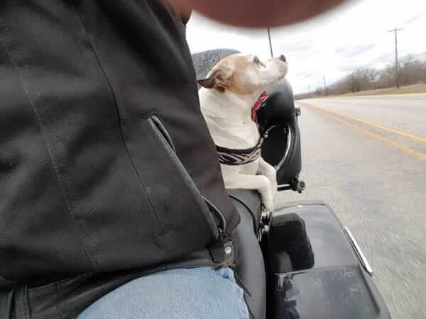 Das Herrchen warf den Hund aus dem Auto – schaue dir an, was der Motorradfahrer macht!