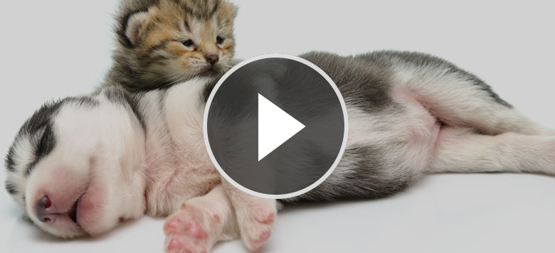 Video: Katzen treffen zum ersten Mal auf ihre neuen Hunde Mitbewohner