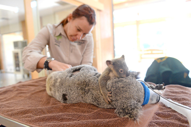 Koala Baby umarmt Mami bei Not Operation