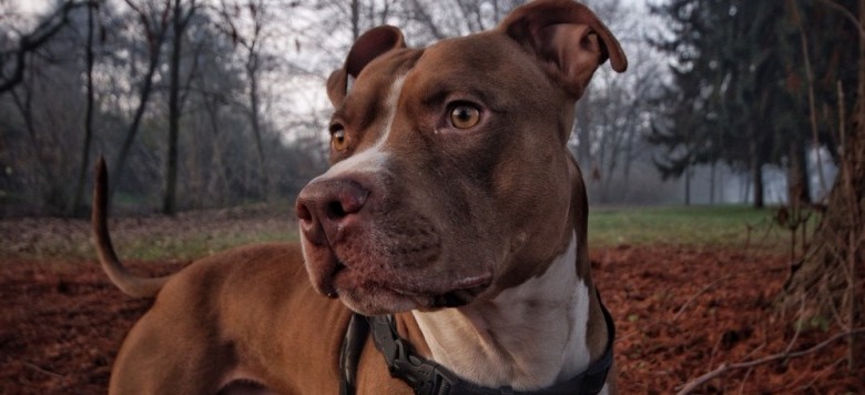 Pitbulls werden aus Tierheimen gerettet & zu Polizeihunden ausgebildet