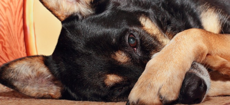 Eine herzzerreißende Geschichte: Treue Hundeseele wartet im Krankenhaus auf totes Herrchen