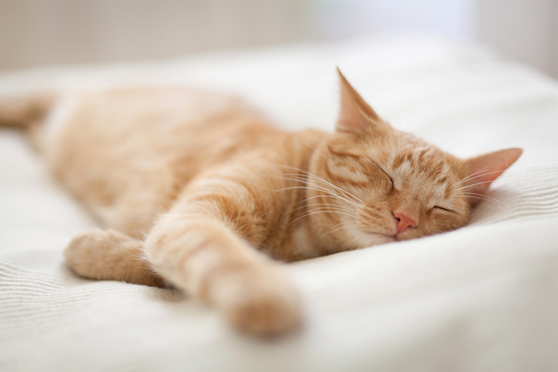 Warum verbringen Katzen so viel Zeit im Schlaf?
