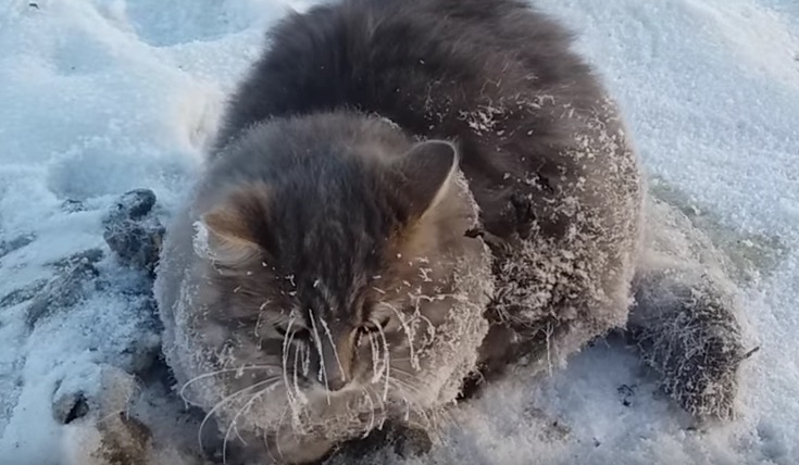 Die zitternde Katze ist im Schnee festgefroren. Als das Paar versucht, sie hochzuheben, erlebt es eine böse Überraschung.