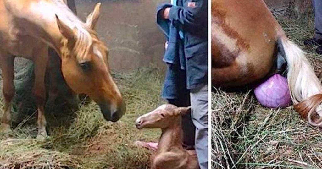 Das Pferd hatte gerade ein Fohlen geboren – was Sekunden später passiert, schockiert die Besitzer!
