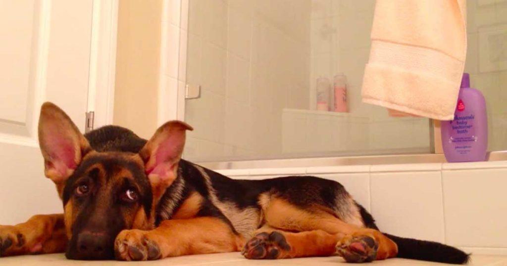 Der Mann fängt an, in der Dusche zu singen – schau dir die wunderbare Reaktion seines Schäferhundes an!