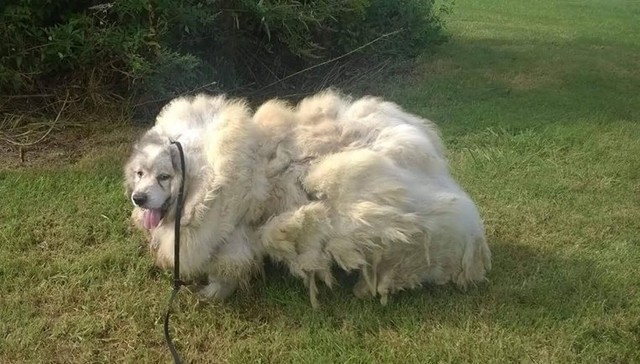 Niemand sorgte sich um diesen Hund für 6 Jahre – als man ihm 16 kg Fell entfernt, erkennt man ihn nicht mehr!