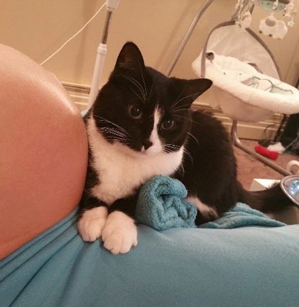 Diese Katze weicht nicht von der Schwangeren. Doch als das Baby kommt, hat es sofort einen besten Freund!