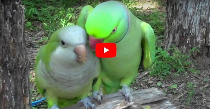 Er kuschelt sich an den Vogel für ein Küsschen – bei dessen Reaktion können wir einfach nicht anders, als zu lachen!
