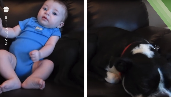 Das Baby im Sessel macht in die Windel. Doch achte auf den Hund neben ihm – ich heule vor Lachen!