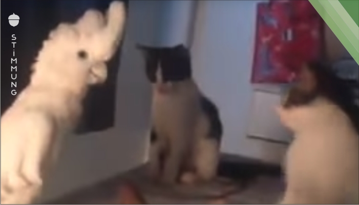 Kakadu versucht sich mit den Katzen zu unterhalten – schau dir das wunderbare Video dazu an!