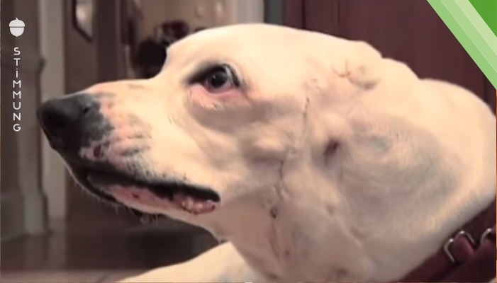 Misshandelter Beute Hund wird von 12 Jährigem gerettet.