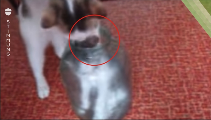 Das Kätzchen konnte nicht aus dem Glas rauskommen. Schau, was die Mutterkatze gemacht hat ... es ist sehenswert!
