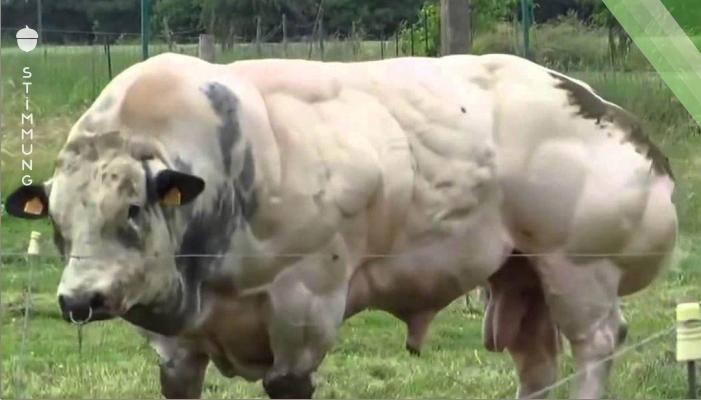 Dieser Stier wird gezüchtet um mehr Fleisch zu produzieren – aber schau, als er versucht, zu gehen!