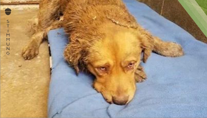 Golden Retriever wurde von mehreren Straßenhunden attackiert – schau, wie glücklich er jetzt ist!