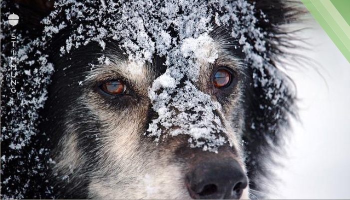 Neues Gesetz in den USA: Es ist nun eine Straftat, seinen Hund draußen in der Kälte zu lassen!