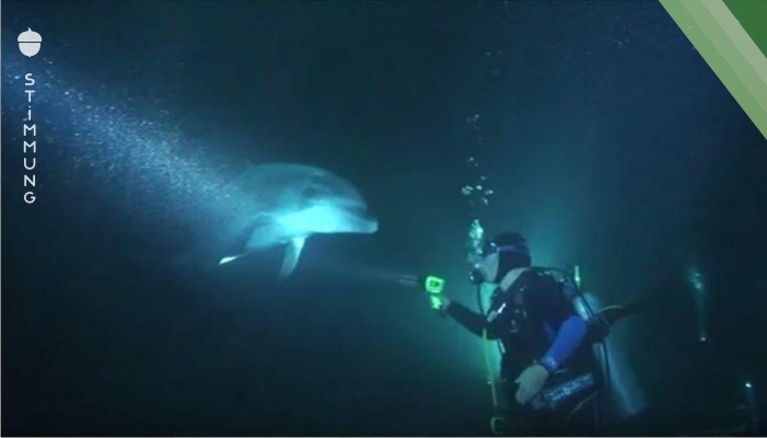 Verletzter Delfin schwimmt auf den Taucher zu – aber mit diesem Erlebnis hatte er nicht gerechnet!