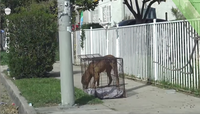 Die Familie zieht um und lässt ihren alten Hund zurück – hier siehst du, wie er nach einem Jahr gerettet wird!