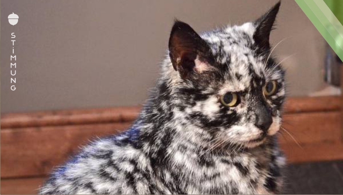 Er adoptierte eine schwarze Katze – 7 Jahre später bemerkt er, dass sein Fell sich plötzlich verändert!