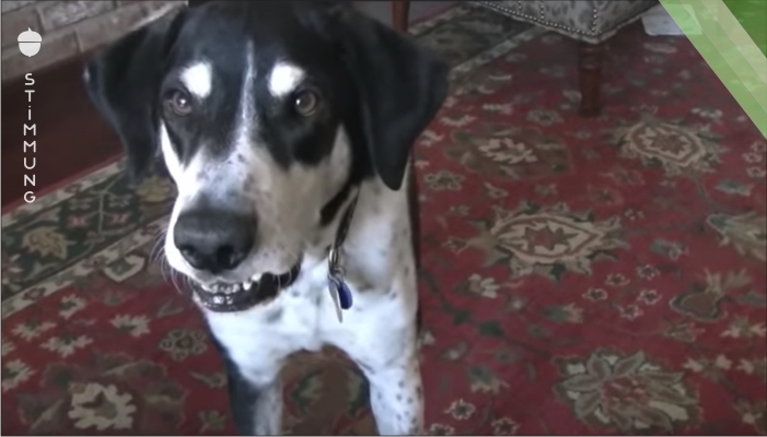 Der Besitzer erklärt seinem Hund, dass er ihm ein Kätzchen geholt hat und die Reaktion ist einmalig.