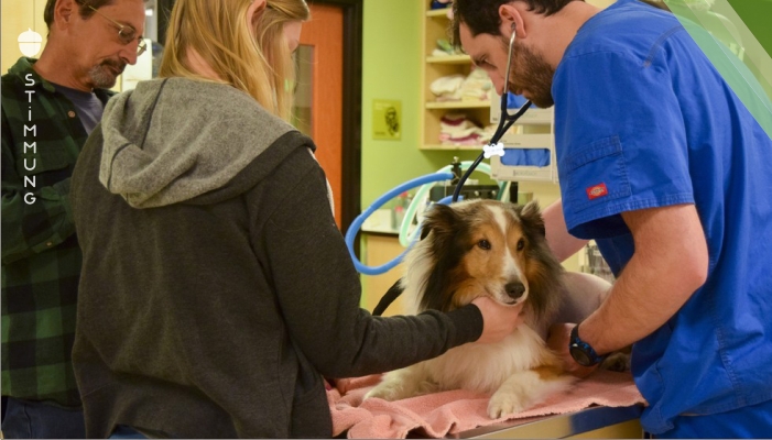 Der Hund ist gelähmt und soll eingeschläfert werden – dann entdeckt der Tierarzt etwas hinter dem Ohr!