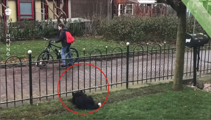 Diese Hündin spielt im Garten – wenn der Fahrradfahrer vorbeifährt, kommt sie auf eine geniale Idee!