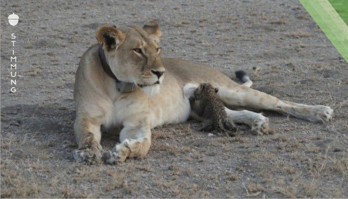 Seltener Anblick in freier Wildbahn: Löwin säugt Leoparden Junges.
