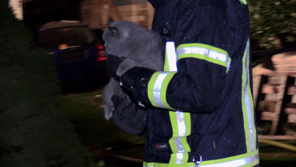 Feuerwehr rettet Katze aus Flammen Haus