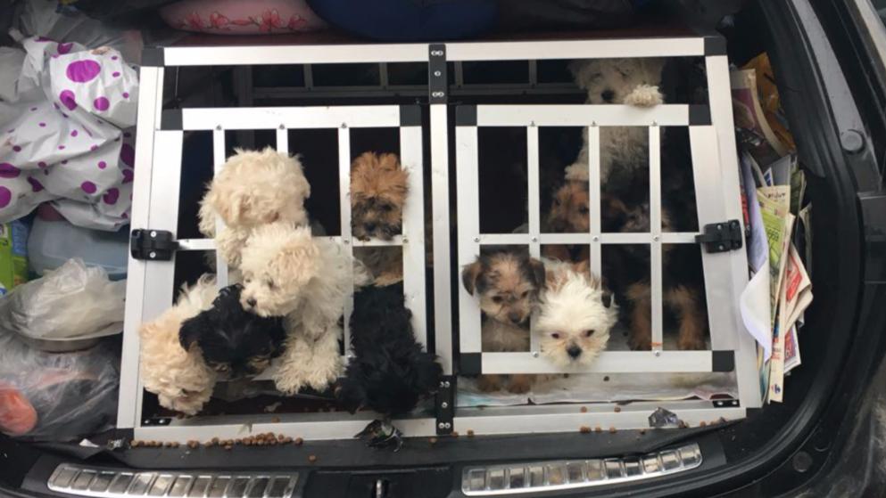 Polizei entdeckt 13 Hundewelpen
