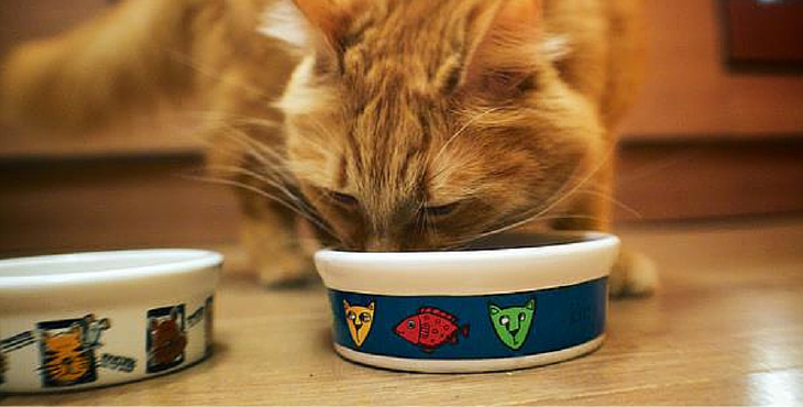 Die Wissenschaft bestätigt: eure Katze hat euch lieber wenn sie auf Diät ist