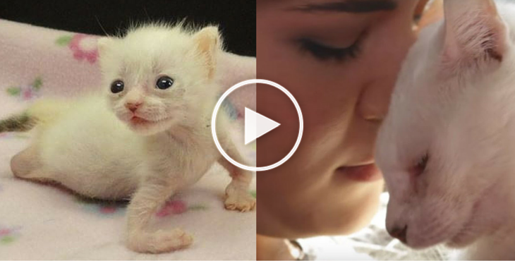 Behindertes Kätzchen gab nicht auf – nun hat es endlich die perfekte Mama gefunden