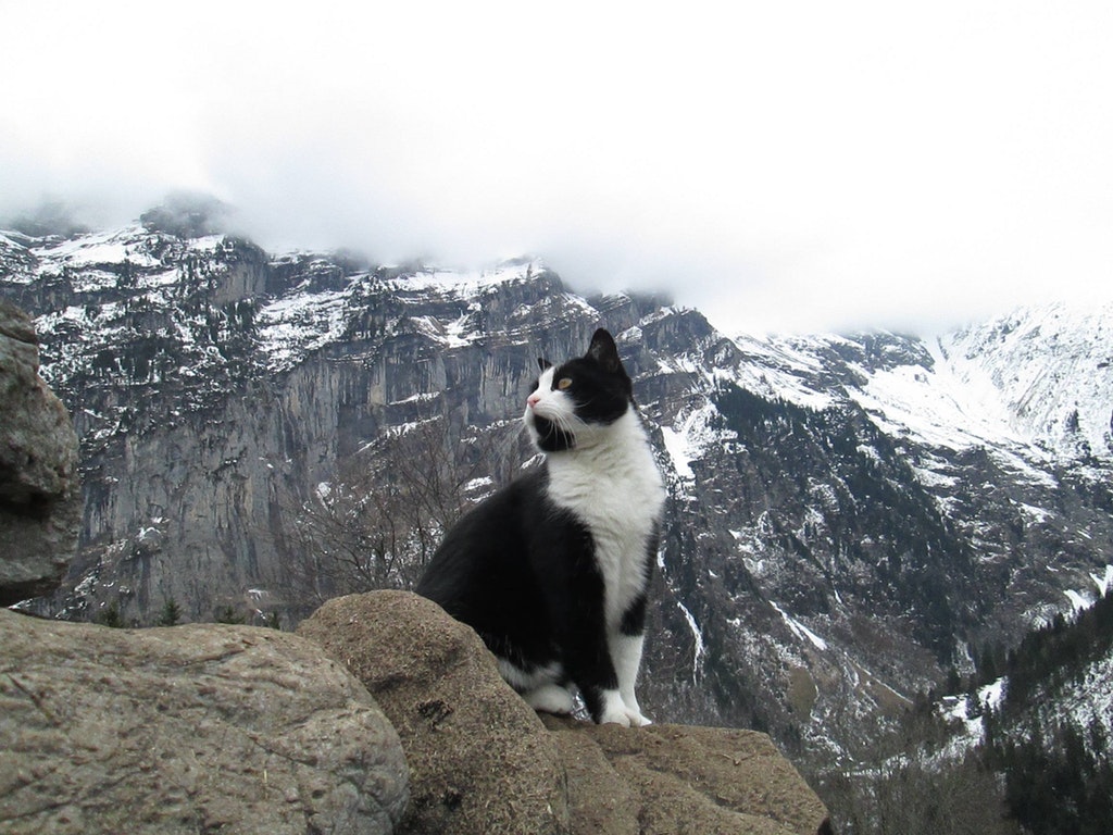 Dieser verletzte Wanderer verläuft sich in den Alpen und wird von einer heldenhaften Katze gerettet