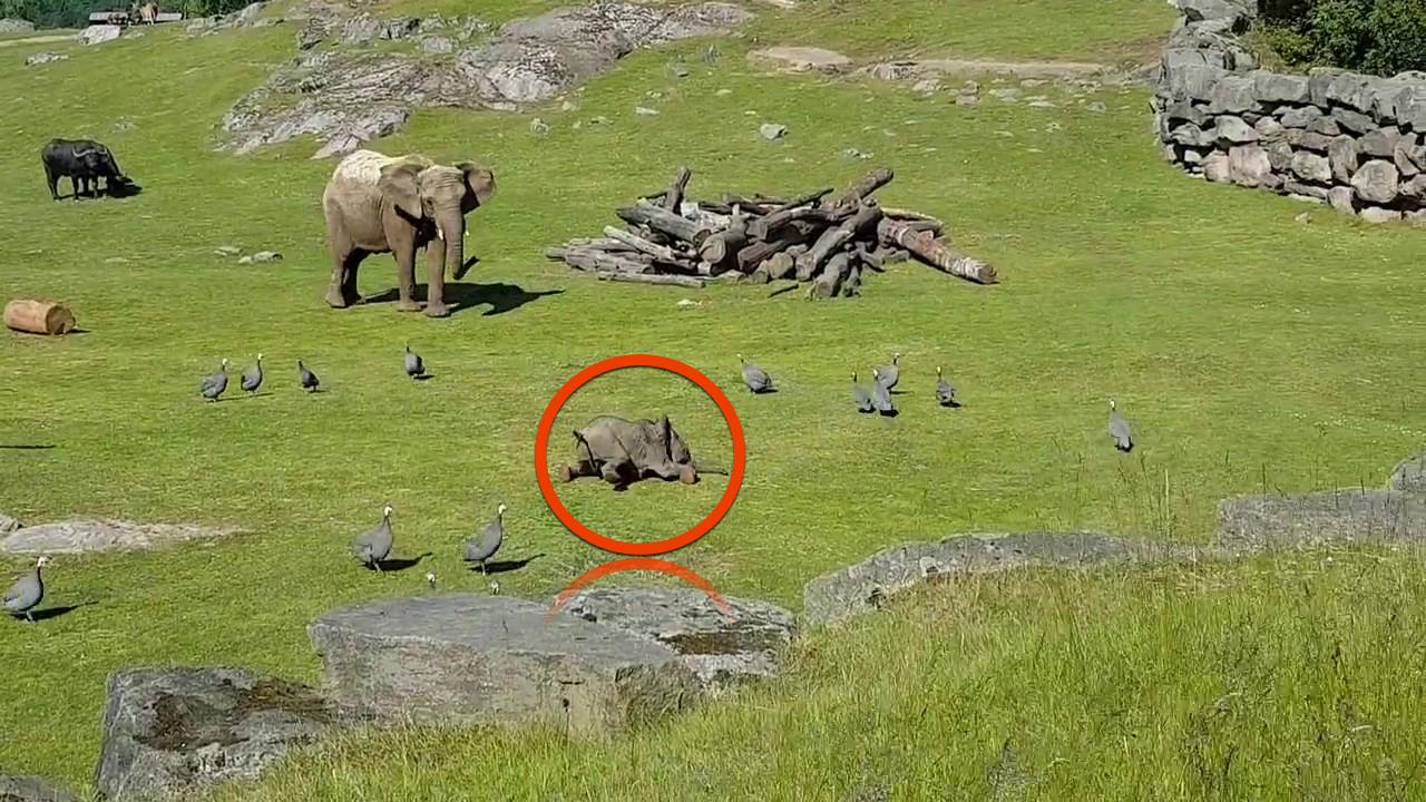 Als der Babyelefant plötzlich stürzt, bleiben die Vögel wie angewurzelt stehen – was dann passiert, lässt alle aufatmen.