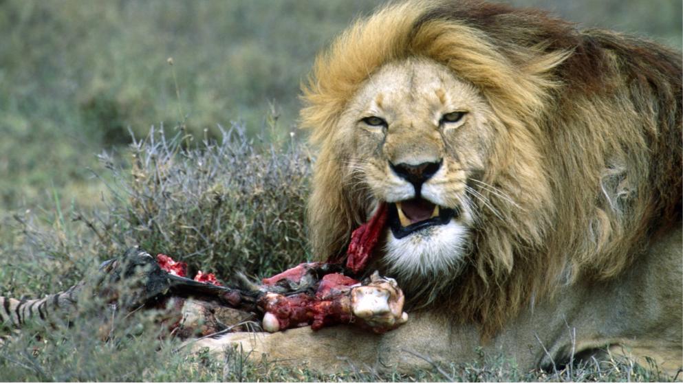 Erschossene Zoo-Rinder an die Löwen verfüttert!