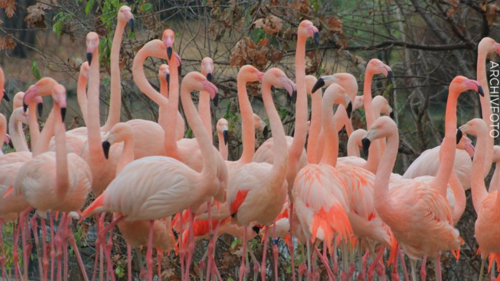 18 Flamingos von herabfallenden Ästen getötet