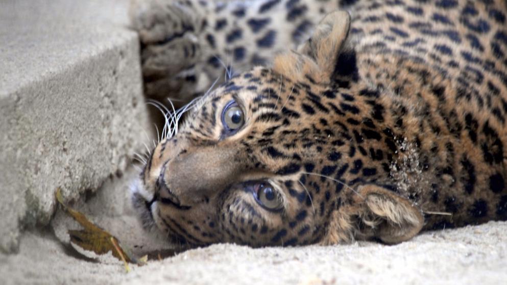 Leopardin „Cleopatra“ beißt Pfleger ins Gesicht