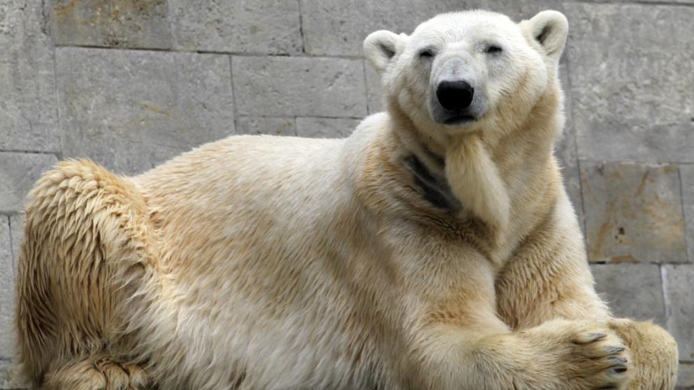 Vater von Eisbär Knut ist tot 