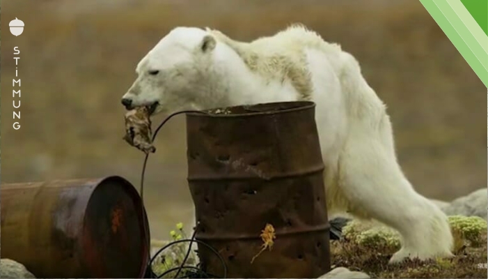 Bilder, die einem das Herz brechen: Verhungernder Eisbär führt vor Augen, warum wir den Planeten retten müssen – JETZT
