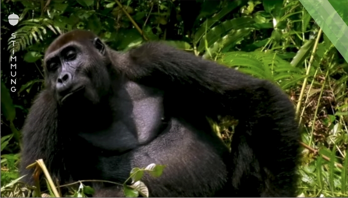 Er reist in den Dschungel, um seine Ehefrau alten Freunden vorzustellen – bei denen handelt es sich um 2 ausgewachsene Gorillas