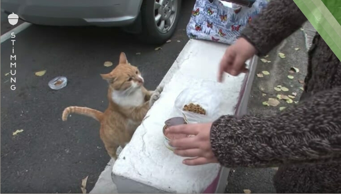 Streunende Katze nimmt Futter nur an, wenn es in einer Tüte ist – eines Tages folgen sie ihr und entdecken ihr Geheimnis