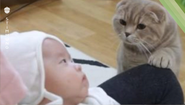 Ein neugeborenes Baby wurde ins Haus gebracht. Alle Aufmerksamkeit auf die Katze! Seine Reaktion ist ganz interssant!