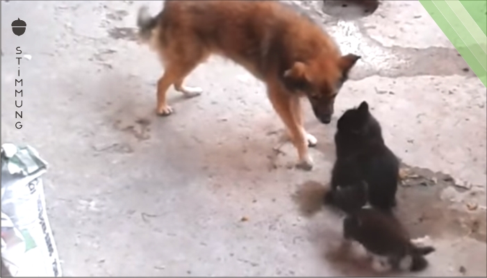 Katzenmutter trifft auf einen Hund mit ihren kleinen Kätzchen – deren Begegnung fasziniert Millionen!